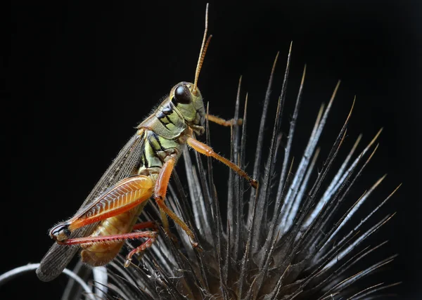 A close up of the grasshopper on dry thistle — Stock Photo, Image