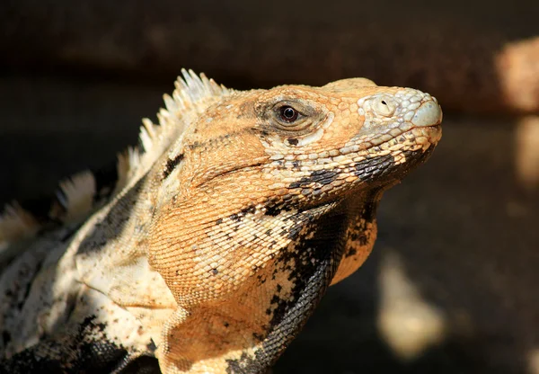 Iguana tittar in i kameran — Stockfoto