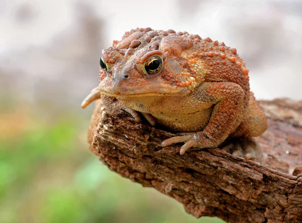 Toad on pride rock ready to jump — Stock Photo, Image