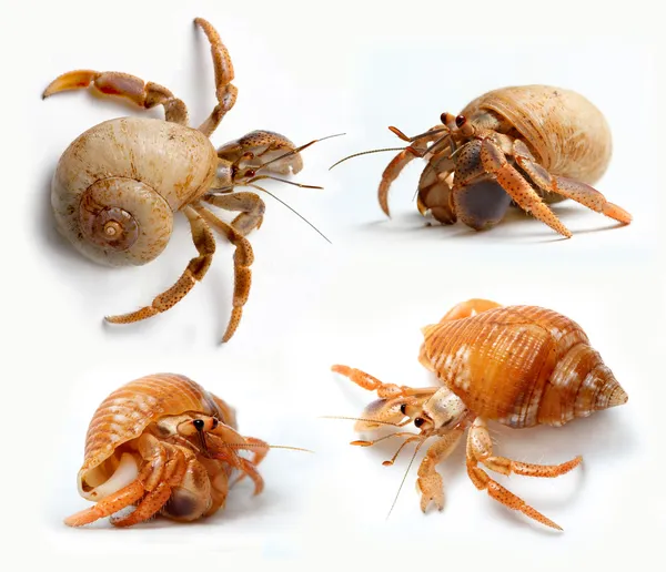 Ensemble de crabes ermites de la mer des Caraïbes — Photo
