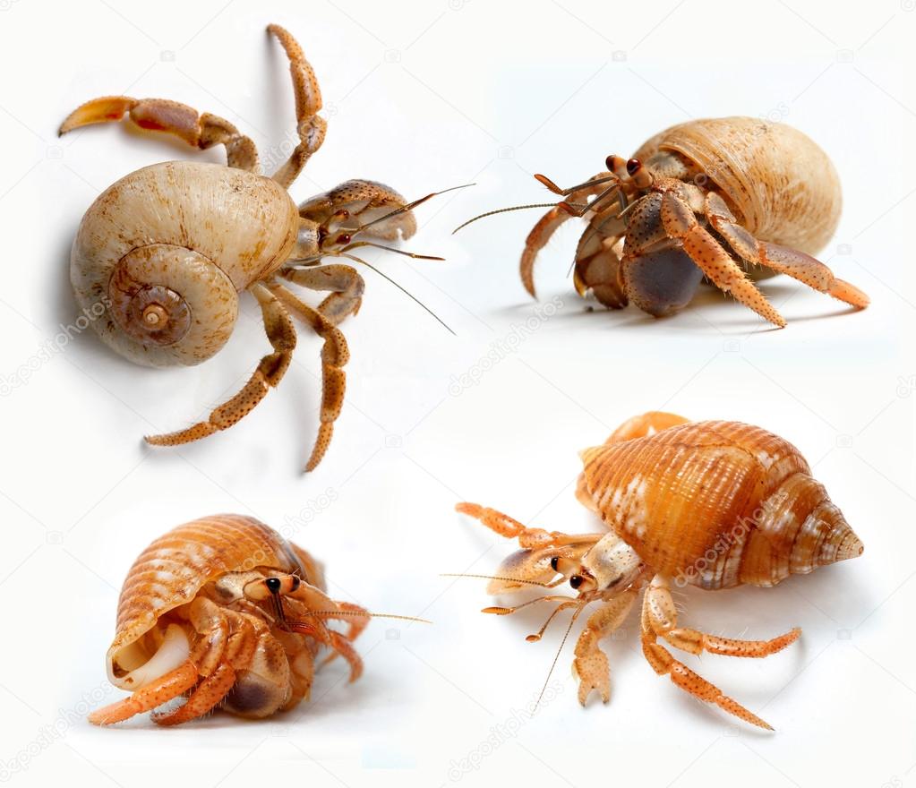 Set of Hermit Crabs from Caribbean Sea