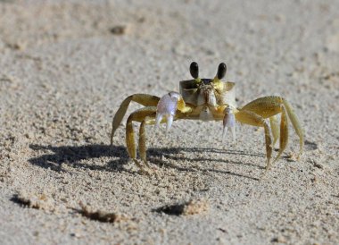 bir plaj tropikal sarı Karayipler Yengeç