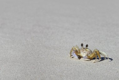 kopyalama alanı olan bir plaj tropikal Karayipler Yengeç