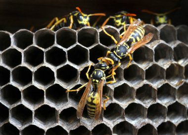 Nest of wasps clipart