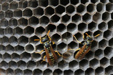 eşekarısı yuvası