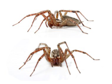 Berduş örümcek tegenaria agrestis