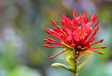 Kırmızı MahS çiçek