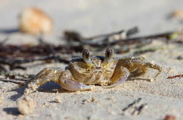 Un crabi tropical galben din Caraibe pe o plajă — Fotografie, imagine de stoc