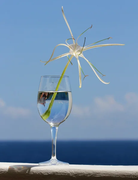 Elegant White Spider Lily in Wine Glas