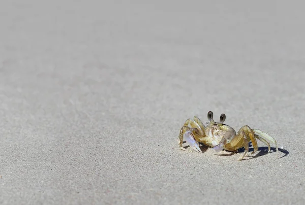 A tropical Caribbean crab on a beach with copy space — Stock Photo, Image