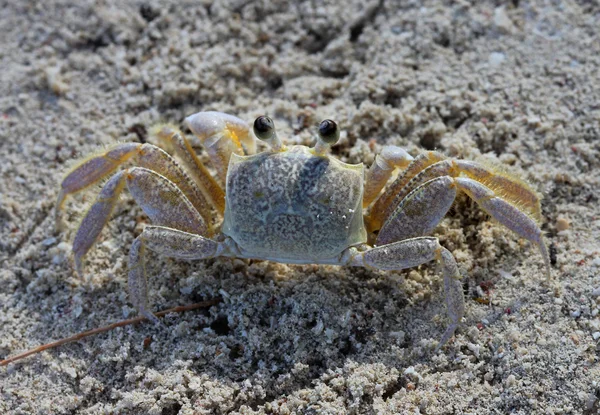 Un crabe des Caraïbes jaune tropical sur une plage — Photo