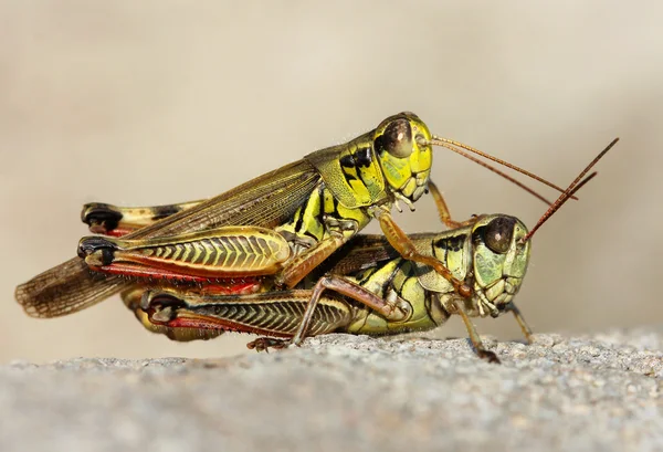 En nära upp av två gräshoppor. — Stockfoto