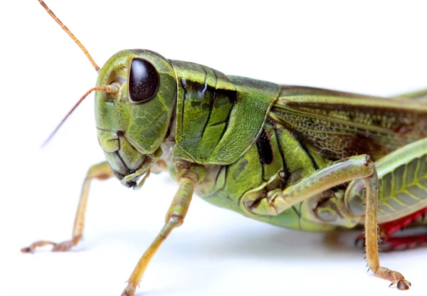 Closeup of grasshopper — Stock Photo, Image