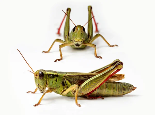Voorzijde en zijkant weergave van grasshoppe — Stockfoto