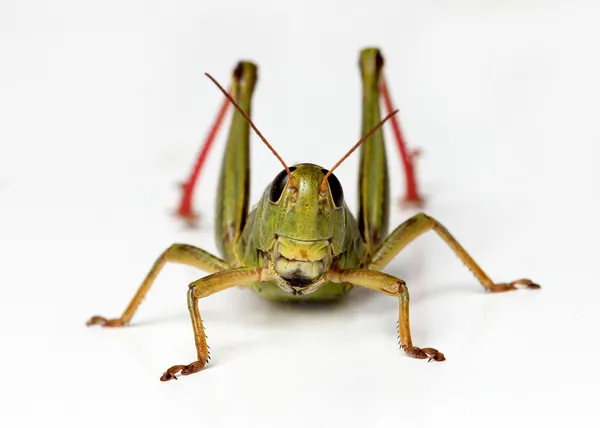 Čelní pohled kobylka — Stock fotografie
