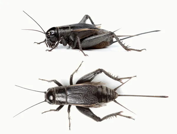 Top and side view of black cricket — Stock Photo, Image