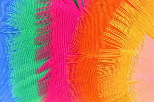 Fondo con plumas de colores — Foto de Stock