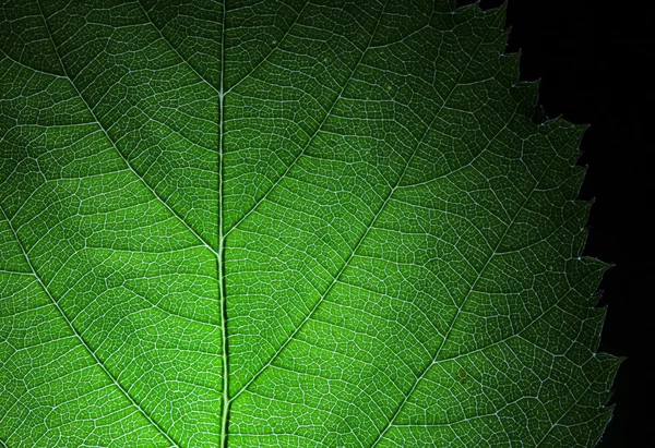 Textura da folha sobre fundo preto — Fotografia de Stock