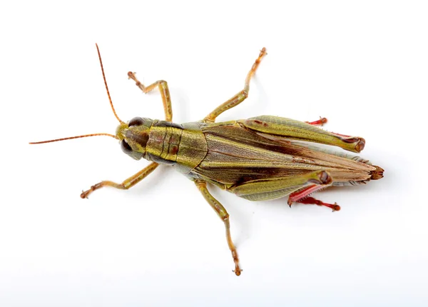 Ovansida av grasshopper — Stockfoto