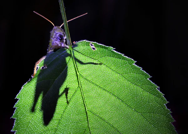 Grasshoppers shadow on green leaf — Stock Photo, Image