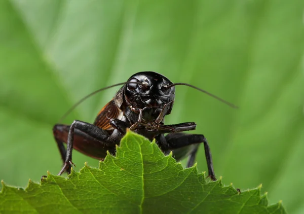 Zwarte cricket op blad — Stockfoto