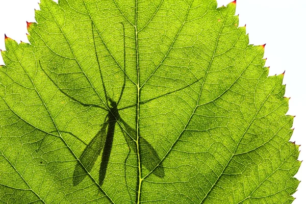 Bir cranefly gölgesi — Stok fotoğraf