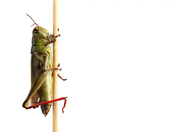 Grasshopper on plant — Stock Photo, Image