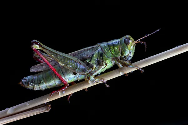Detailní pohled na kobylku — Stock fotografie