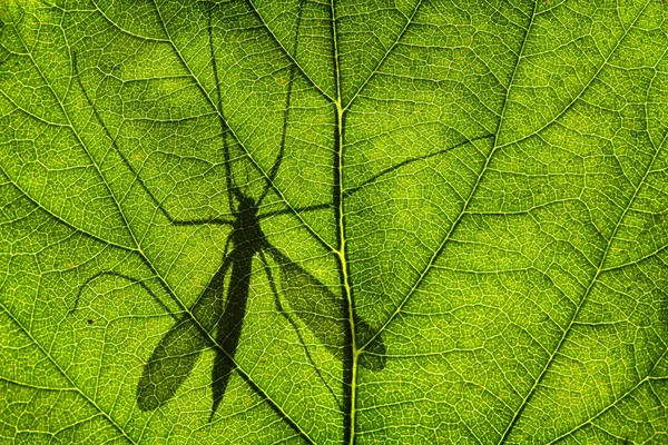 Sombra de um Cranefly — Fotografia de Stock