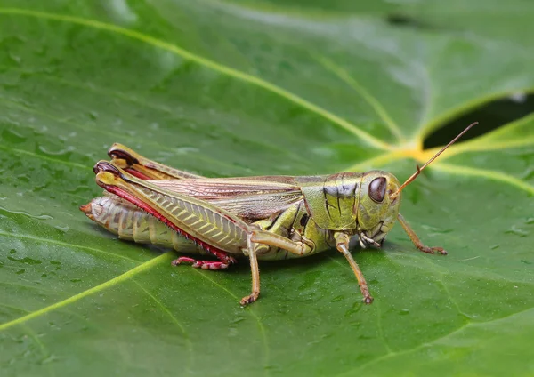 Saltamontes —  Fotos de Stock