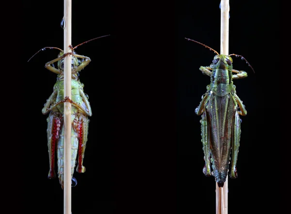 Närbild bild av gräshoppa med vatten droppar — Stockfoto