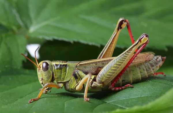 Saltamontes —  Fotos de Stock