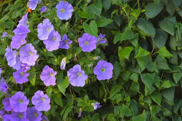 Flores de petunia en una cesta colgante — Foto de Stock