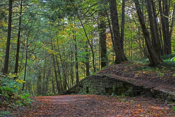 Őszi erdőben régi fal — Stock Fotó