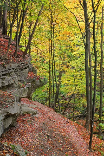 Sentiero escursionistico in un bosco — Foto Stock