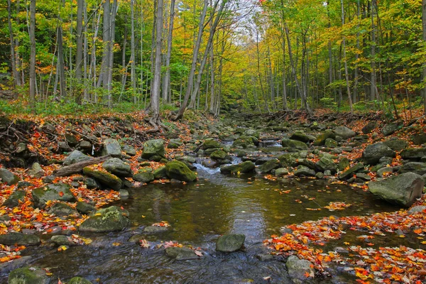 Floresta no outono — Fotografia de Stock