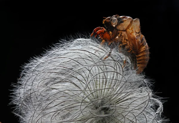 Casca de Cicada em sementes de clematis — Fotografia de Stock
