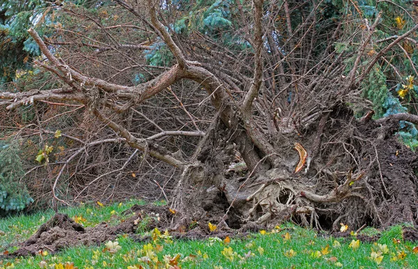 쓰러진 나무 — 스톡 사진
