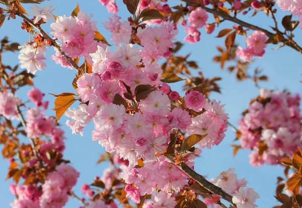 Blühende Sakura — Stockfoto