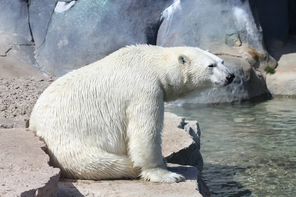 Eenzame ijsbeer — Stockfoto
