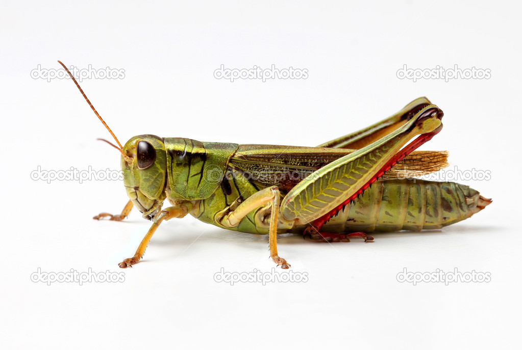 Side view of grasshopper