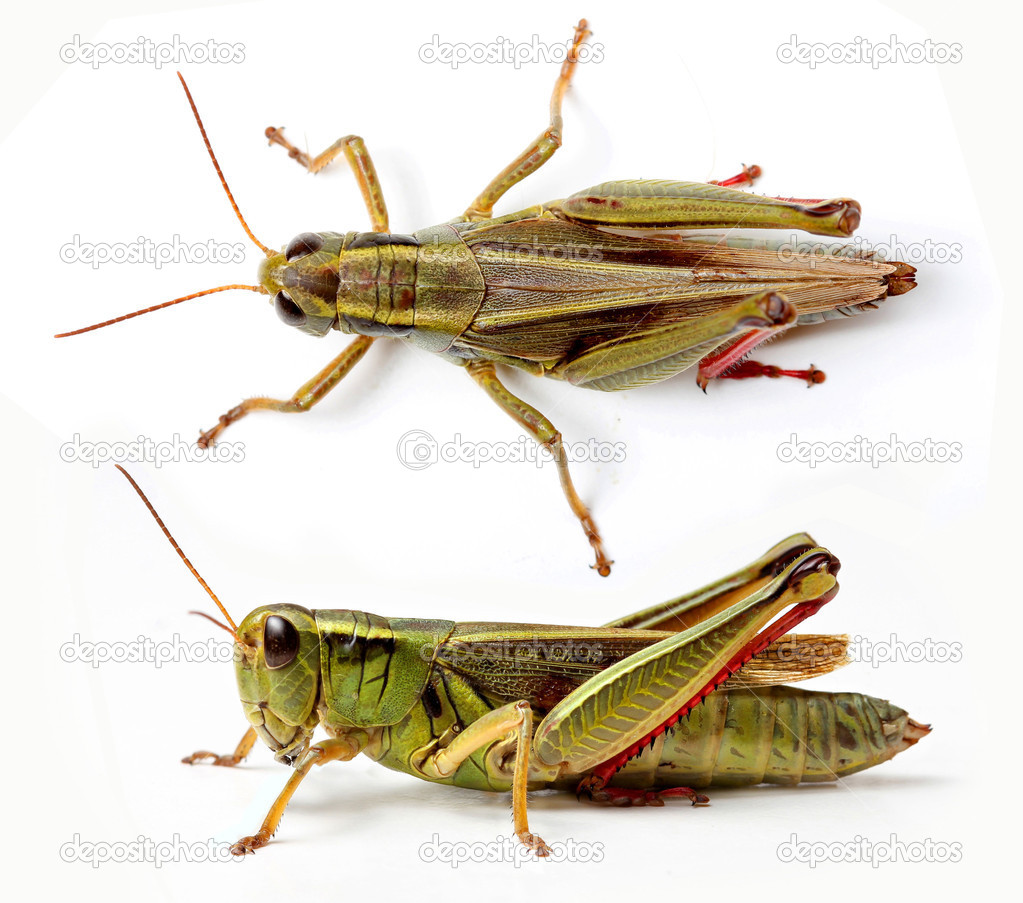 Front and side view of grasshopper