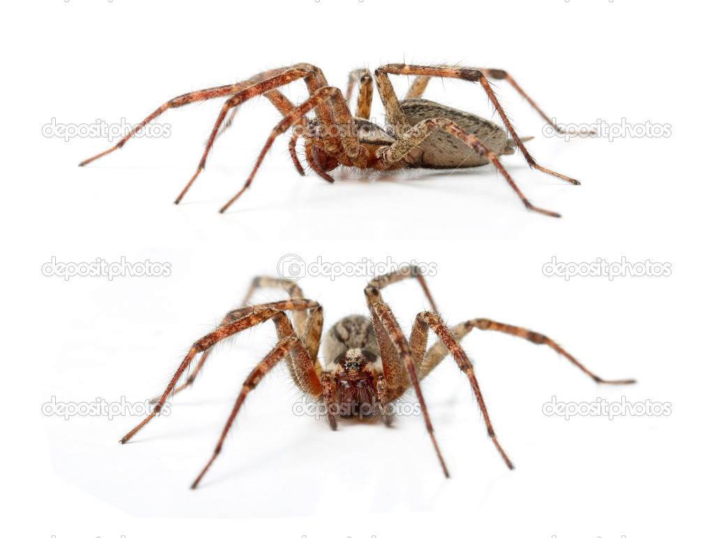 The Hobo Spider, Tegenaria Agrestis