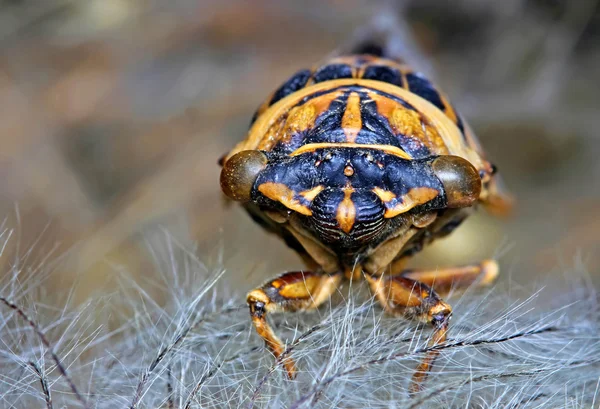 Macro van cicade op clematis zaad hoofd — Stockfoto