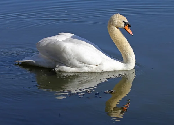 Lonely swan on lake water surface. — Stock Photo, Image