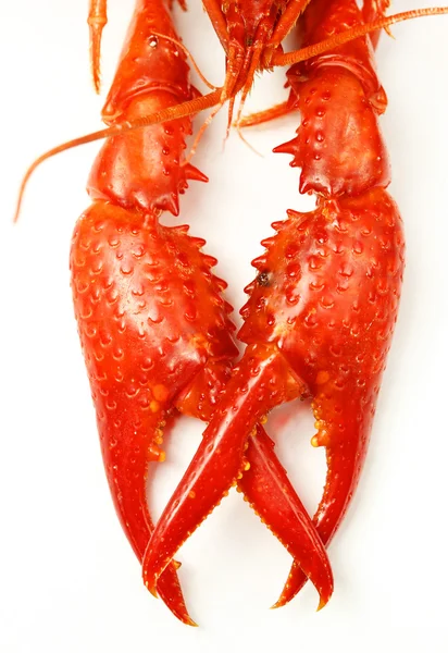 Garras de lagostim em um fundo branco — Fotografia de Stock