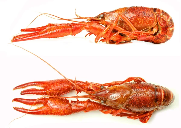 Tasty boiled crayfish, top and side view. — Stock Photo, Image