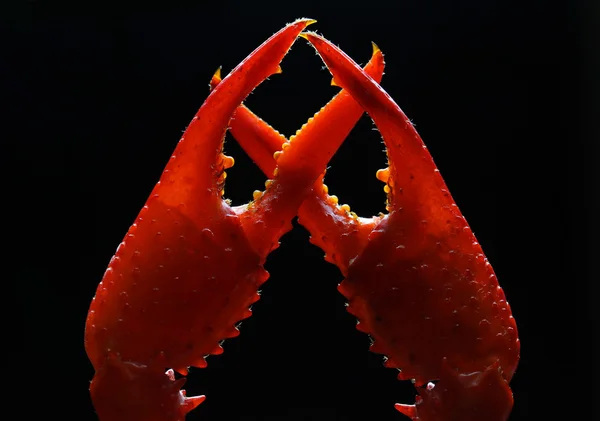 Crayfish claws on a black background — Stock Photo, Image