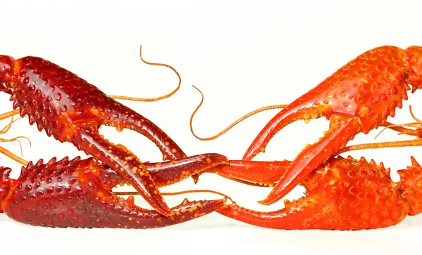 Garras de lagostim isoladas em branco — Fotografia de Stock