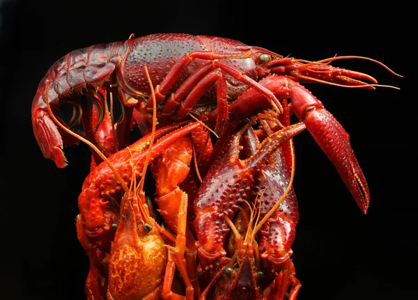 Crayfish on a black background — Stock Photo, Image